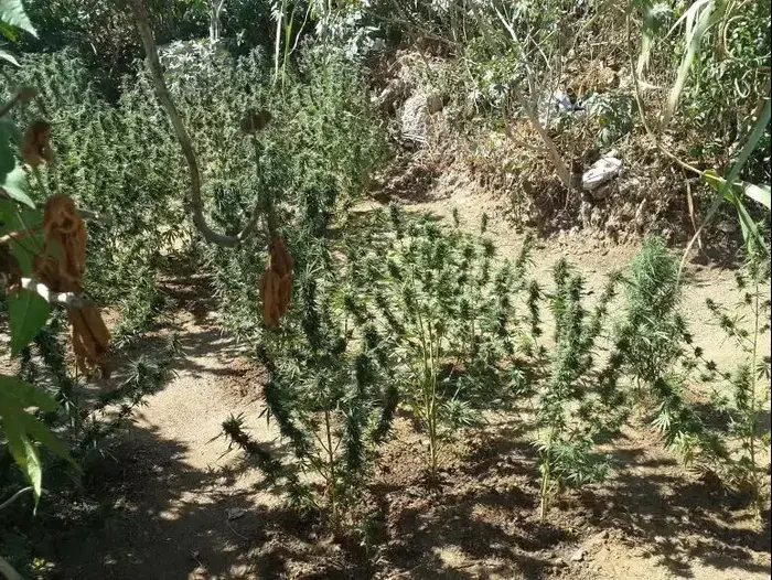 באמצע שדות של כפר חב"ד נמצא שדה גדול של קאנביס, יולי 2015 (חטיבת דובר המשטרה) באמצע שדות של כפר חב"ד נמצא שדה גדול של קאנביס, יולי 2015 (חטיבת דובר המשטרה)