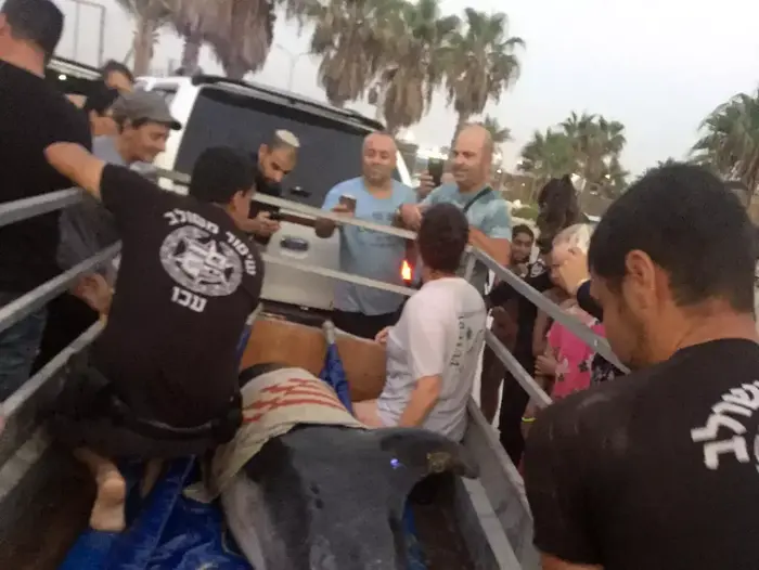 חילוץ דולפין פצוע שנתקע בין הסלעים בחוף הארגמן בעכו, 26 באוגוסט 2015. (חטיבת דובר המשטרה , חטיבת הדוברות) חילוץ דולפין פצוע שנתקע בין הסלעים בחוף הארגמן בעכו, 26 באוגוסט 2015. (חטיבת דובר המשטרה , חטיבת הדוברות)