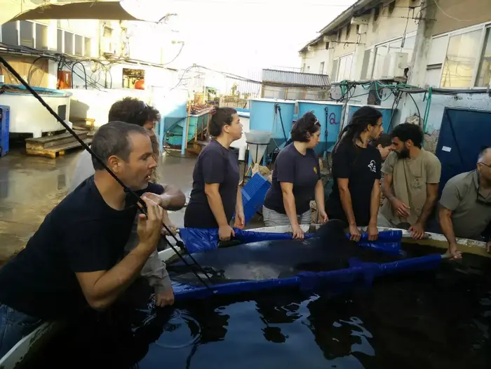 הדולפין שנמצא בחוף ארגמן סמוך לנהריה, אוגוסט 2015 (מערכת וואלה! NEWS , ד"ר עוז גופמן) הדולפין שנמצא בחוף ארגמן סמוך לנהריה, אוגוסט 2015 (מערכת וואלה! NEWS , ד"ר עוז גופמן)