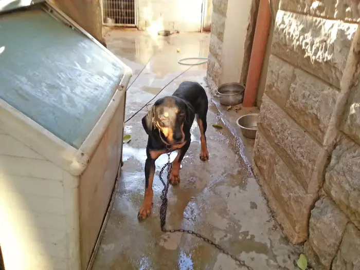 כלבים מוחזקים בתנאים קשים ברמלה. נובמבר 2015 (אתר רשמי , תנו לחיות לחיות) כלבים מוחזקים בתנאים קשים ברמלה. נובמבר 2015 (אתר רשמי , תנו לחיות לחיות)