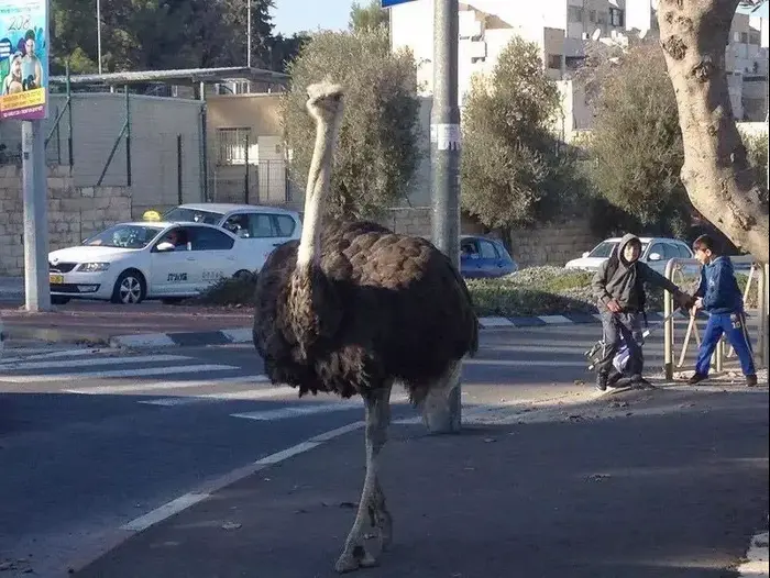 יען ברחובות שכונת גילה א', ירושלים. 27 בדצמבר 2015 (מערכת וואלה! NEWS) יען ברחובות שכונת גילה א', ירושלים. 27 בדצמבר 2015 (מערכת וואלה! NEWS)