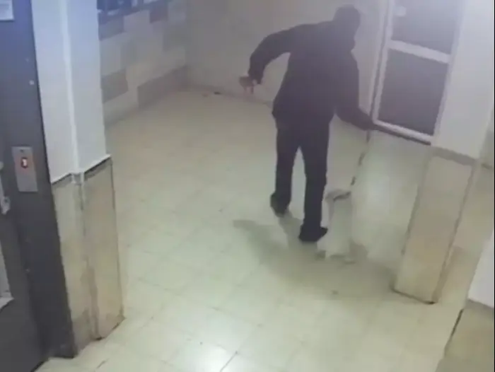 תיעוד: אדם מתעלל בכלב בבניין מגורים (ספק 500) תיעוד: אדם מתעלל בכלב בבניין מגורים (ספק 500)
