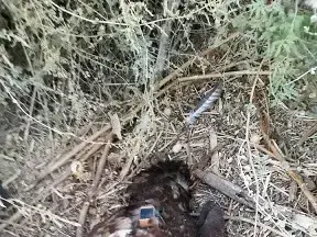 ציפור עיטם שהתחשמלה ומתה (ספק 500 , טוביה קאהן) ציפור עיטם שהתחשמלה ומתה (ספק 500 , טוביה קאהן)