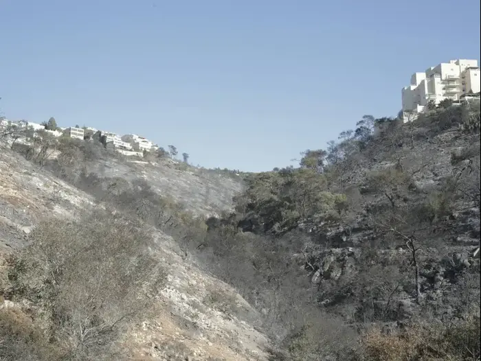 חיפה לאחר השריפות, נובמבר 2016 (יותם רונן) חיפה לאחר השריפות, נובמבר 2016 (יותם רונן)