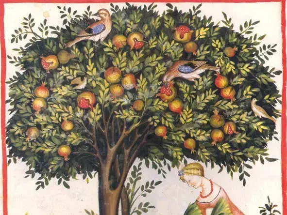 צילומים מהספר צמחים, שדים ונפלאות (שימוש חד פעמי , קרנית בסון)