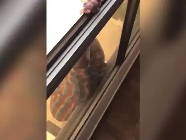 משרתת נופלת מהקומה השביעית (צילום מסך) משרתת נופלת מהקומה השביעית (צילום מסך)