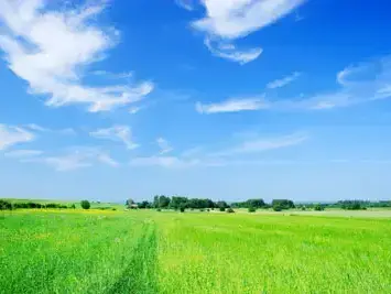 נוף של שמיים ועצים (ShutterStock) נוף של שמיים ועצים (ShutterStock)