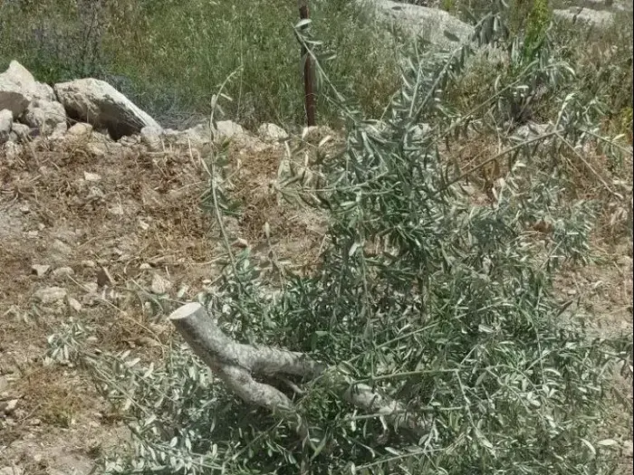 אלמונים ריססו כתובות נאצה וכרתו עצים בכפר באזור שכם 18.4.18 (מערכת וואלה! NEWS , זכריה, "רבנים למען זכויות אדם") אלמונים ריססו כתובות נאצה וכרתו עצים בכפר באזור שכם 18.4.18 (מערכת וואלה! NEWS , זכריה, "רבנים למען זכויות אדם")