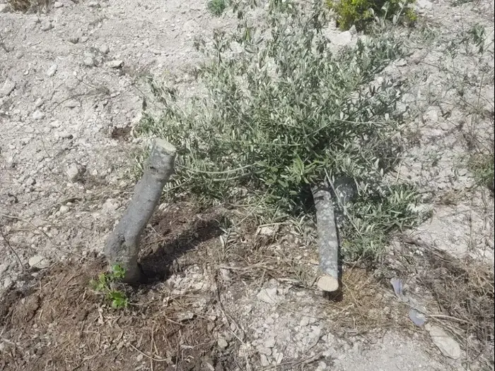 אלמונים ריססו כתובות נאצה וכרתו עצים בכפר באזור שכם 18.4.18 (מערכת וואלה! NEWS , זכריה, "רבנים למען זכויות אדם") אלמונים ריססו כתובות נאצה וכרתו עצים בכפר באזור שכם 18.4.18 (מערכת וואלה! NEWS , זכריה, "רבנים למען זכויות אדם")