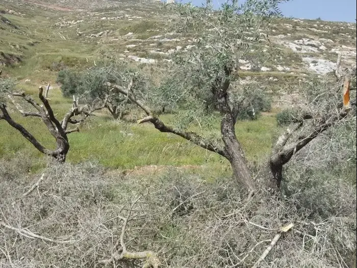 אלמונים ריססו כתובות נאצה וכרתו עצים בכפר באזור שכם 18.4.18 (מערכת וואלה! NEWS , זכריה, "רבנים למען זכויות אדם") אלמונים ריססו כתובות נאצה וכרתו עצים בכפר באזור שכם 18.4.18 (מערכת וואלה! NEWS , זכריה, "רבנים למען זכויות אדם")