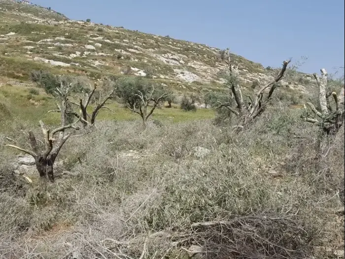 אלמונים ריססו כתובות נאצה וכרתו עצים בכפר באזור שכם 18.4.18 (מערכת וואלה! NEWS , זכריה, "רבנים למען זכויות אדם") אלמונים ריססו כתובות נאצה וכרתו עצים בכפר באזור שכם 18.4.18 (מערכת וואלה! NEWS , זכריה, "רבנים למען זכויות אדם")