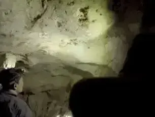 ציור בן 40 אלף שנה- מדענים איתרו את הציור העתיק ביותר של בעל חיים שמוכר למדע: חיה דמוית שור על קיר מערה באי בורנאו באינדונזיה (רויטרס) ציור בן 40 אלף שנה- מדענים איתרו את הציור העתיק ביותר של בעל חיים שמוכר למדע: חיה דמוית שור על קיר מערה באי בורנאו באינדונזיה (רויטרס)