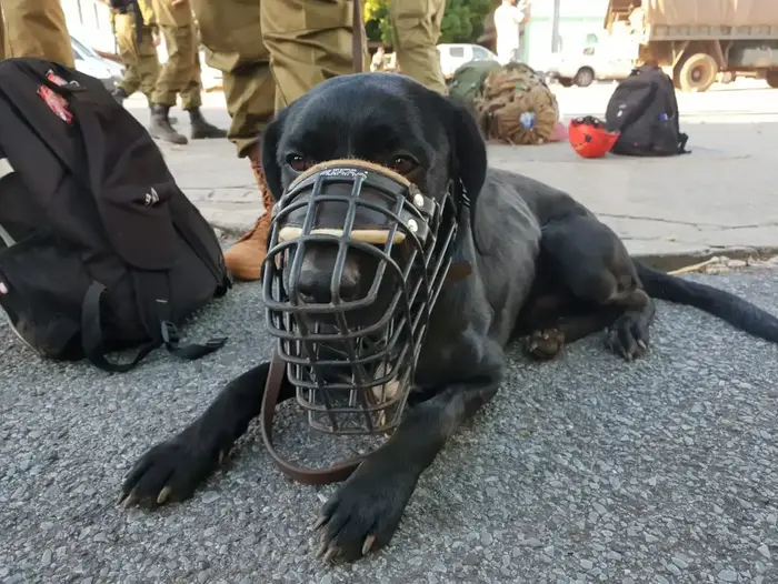 יחידת עוקץ בניסיונות החילוץ בברזיל 31 בינואר 2019 (אתר רשמי , דובר צה"ל) יחידת עוקץ בניסיונות החילוץ בברזיל 31 בינואר 2019 (אתר רשמי , דובר צה"ל)
