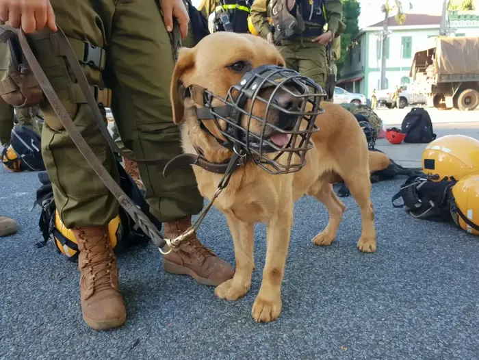 יחידת עוקץ בניסיונות החילוץ בברזיל 31 בינואר 2019 (אתר רשמי , דובר צה"ל) יחידת עוקץ בניסיונות החילוץ בברזיל 31 בינואר 2019 (אתר רשמי , דובר צה"ל)