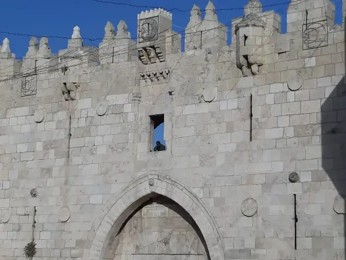 מאבטח בשער שכם בזמן ריקוד הדגלים המסורתי לרגל יום ירושלים, (רוני כנפו) מאבטח בשער שכם בזמן ריקוד הדגלים המסורתי לרגל יום ירושלים, (רוני כנפו)