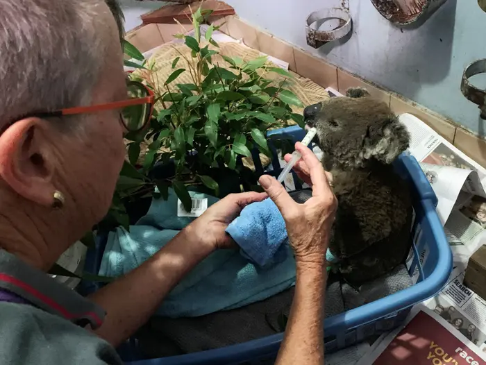קואלה שנפצעה במהלך גל שריפות הענק באוסטרליה, 9 בנובמבר 2019 (רויטרס) קואלה שנפצעה במהלך גל שריפות הענק באוסטרליה, 9 בנובמבר 2019 (רויטרס)
