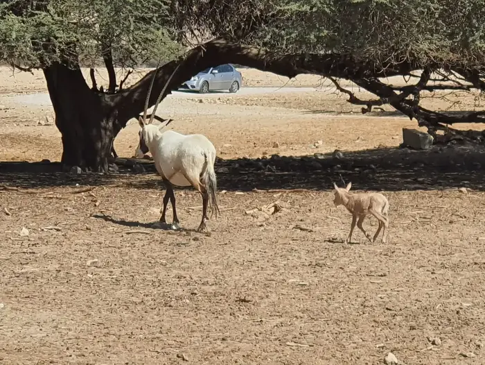 תיעוד רגעיו הראשונים של עגל שנולד לראם הלבן בשמורת הטבע חי בר יוטבתה, 15 בפברואר 2020 (אתר רשמי , זיו וידן רשות הטבע והגנים) תיעוד רגעיו הראשונים של עגל שנולד לראם הלבן בשמורת הטבע חי בר יוטבתה, 15 בפברואר 2020 (אתר רשמי , זיו וידן רשות הטבע והגנים)