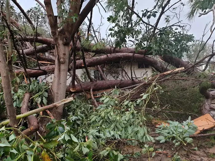 קריסת עצים ונזקים לרכוש בעקבות הסופה, קיבוץ דן שבגליל העליון. 13 במרץ 2020 (אתר רשמי , דוברות מועצה אזורית הגליל העליון) קריסת עצים ונזקים לרכוש בעקבות הסופה, קיבוץ דן שבגליל העליון. 13 במרץ 2020 (אתר רשמי , דוברות מועצה אזורית הגליל העליון)