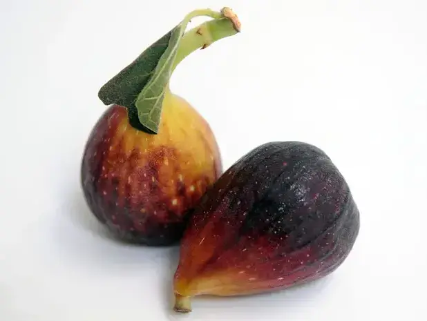 תאנים (ברני ארדוב) תאנים (ברני ארדוב)