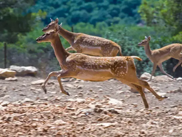 חי בר כרמל (דורון ניסים) חי בר כרמל (דורון ניסים)
