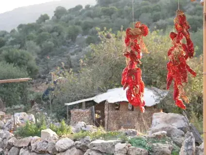 חלב עם הרוח (יח"צ , מיכל רביבו) חלב עם הרוח (יח"צ , מיכל רביבו)