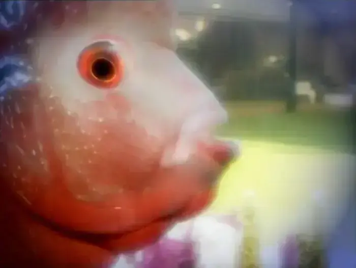 האח הגדול 22 (צילום מסך) האח הגדול 22 (צילום מסך)