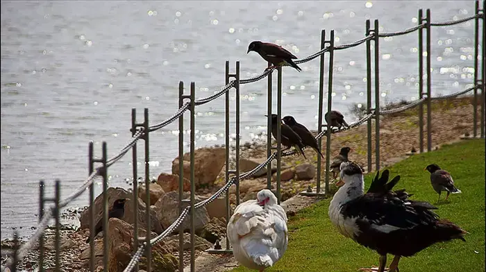 חיות בפארק הרצליה (צילום מסך , אתר PIKIWIKI) חיות בפארק הרצליה (צילום מסך , אתר PIKIWIKI)