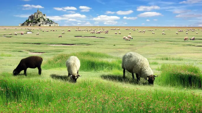 מון סן מישל, נורמנדי, צרפת (ShutterStock) מון סן מישל, נורמנדי, צרפת (ShutterStock)