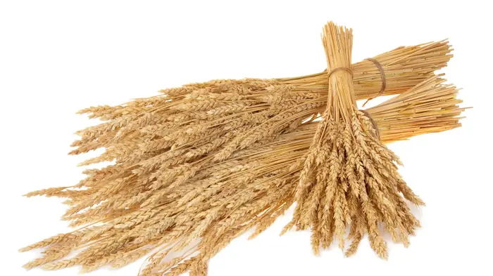ספירת העומר (ShutterStock) ספירת העומר (ShutterStock)