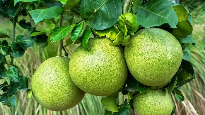 עץ פומלות פומלות (צילום: ShutterStock)
