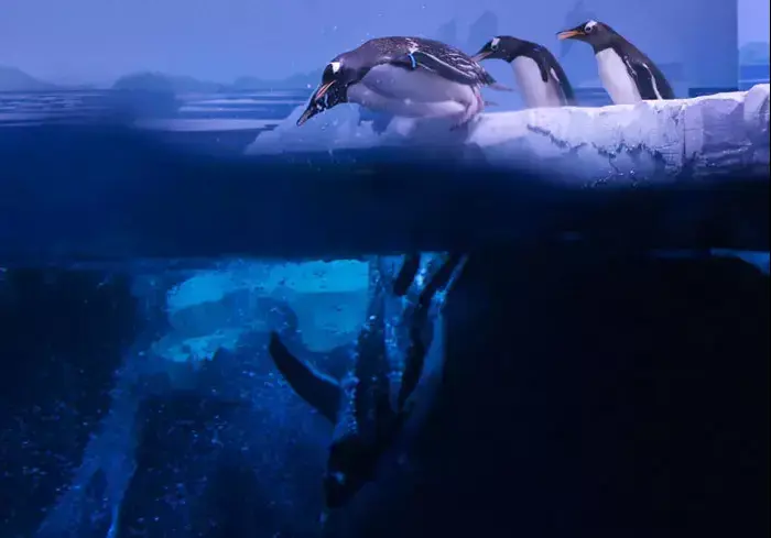 : פינגווין גנטו (gentoo) במהלך פרזנטציה בפני התקשורת באקווריום לונדון (London Aquarium ), 18 מאי 2011 (רויטרס , Andrew Winning) : פינגווין גנטו (gentoo) במהלך פרזנטציה בפני התקשורת באקווריום לונדון (London Aquarium ), 18 מאי 2011 (רויטרס , Andrew Winning)