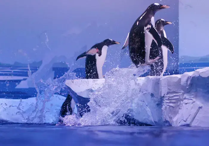 : פינגווין גנטו (gentoo) במהלך פרזנטציה בפני התקשורת באקווריום לונדון (London Aquarium ), 18 מאי 2011 (רויטרס , Andrew Winning) : פינגווין גנטו (gentoo) במהלך פרזנטציה בפני התקשורת באקווריום לונדון (London Aquarium ), 18 מאי 2011 (רויטרס , Andrew Winning)
