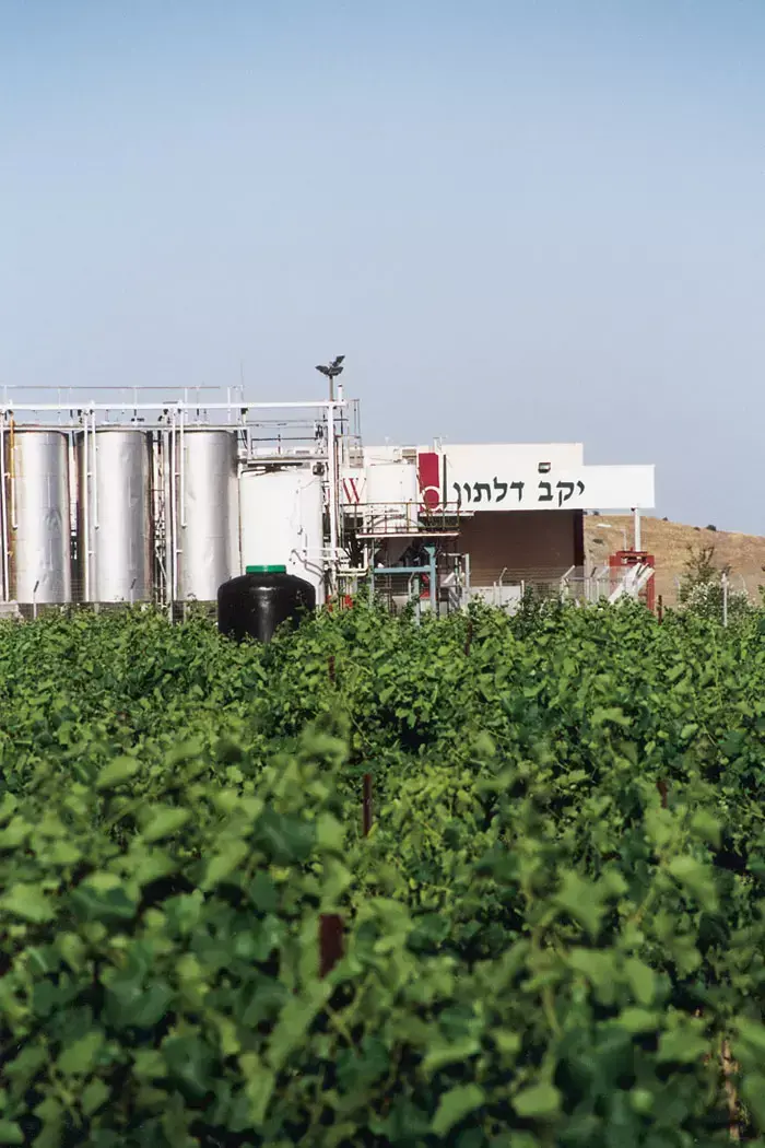 יקב דלתון (יח"צ , דיוויד סילברמן)