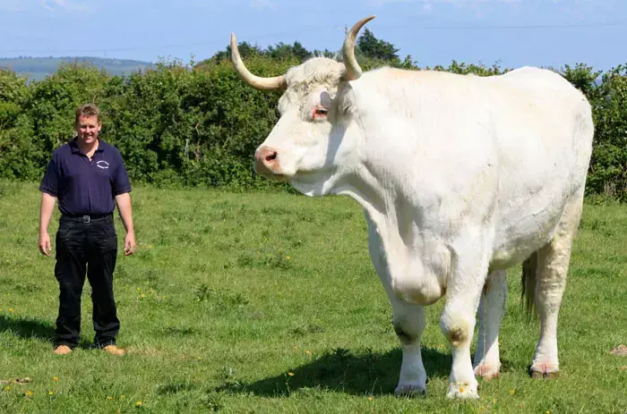 Gary Bowden next to Field Marshall who is Britain's biggest bull pictured on May 19, 2011 in Weston-Super-Mare, England. (Photo by Nick Obank / Barcroft Media / Getty Images) (GettyImages , Nick Obank) Gary Bowden next to Field Marshall who is Britain's biggest bull pictured on May 19, 2011 in Weston-Super-Mare, England. (Photo by Nick Obank / Barcroft Media / Getty Images) (GettyImages , Nick Obank)