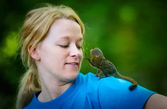 A Pygmy Marmoset named Reillo in Lincoln, Nebreska after he was abandoned by his parents shortly after birth on May 7th, 2011 at the Lincoln Childrens Zoo. Sarah Jurgens has nursed the it after he was abandoned by his parents, June 2011 (GettyImages , Jacob Hannah) A Pygmy Marmoset named Reillo in Lincoln, Nebreska after he was abandoned by his parents shortly after birth on May 7th, 2011 at the Lincoln Childrens Zoo. Sarah Jurgens has nursed the it after he was abandoned by his parents, June 2011 (GettyImages , Jacob Hannah)