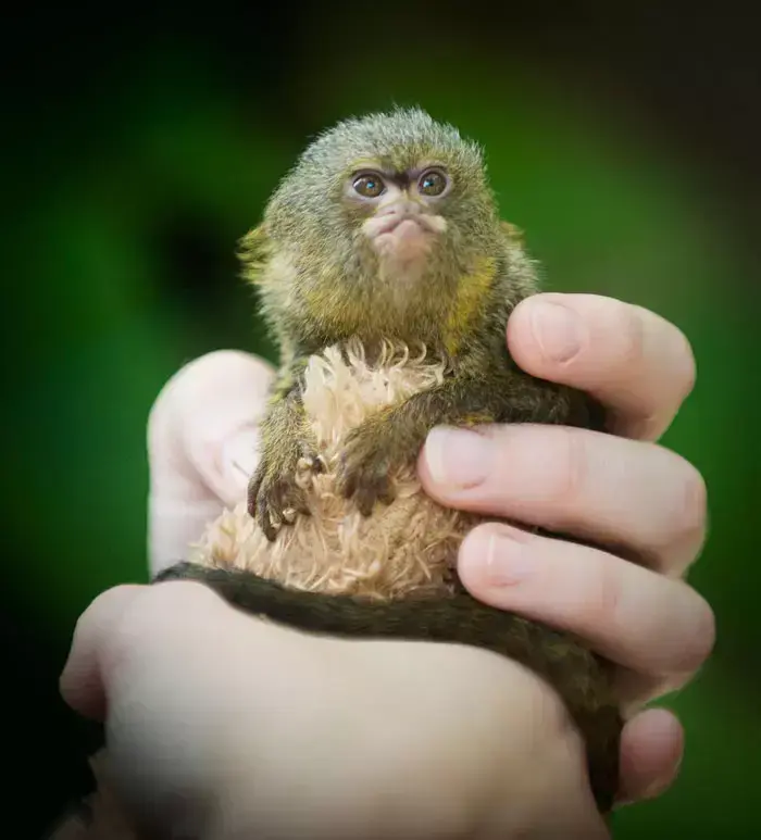 A Pygmy Marmoset named Reillo in Lincoln, Nebreska after he was abandoned by his parents shortly after birth on May 7th, 2011 at the Lincoln Childrens Zoo. Sarah Jurgens has nursed the it after he was abandoned by his parents, June 2011 (GettyImages , Jacob Hannah) A Pygmy Marmoset named Reillo in Lincoln, Nebreska after he was abandoned by his parents shortly after birth on May 7th, 2011 at the Lincoln Childrens Zoo. Sarah Jurgens has nursed the it after he was abandoned by his parents, June 2011 (GettyImages , Jacob Hannah)