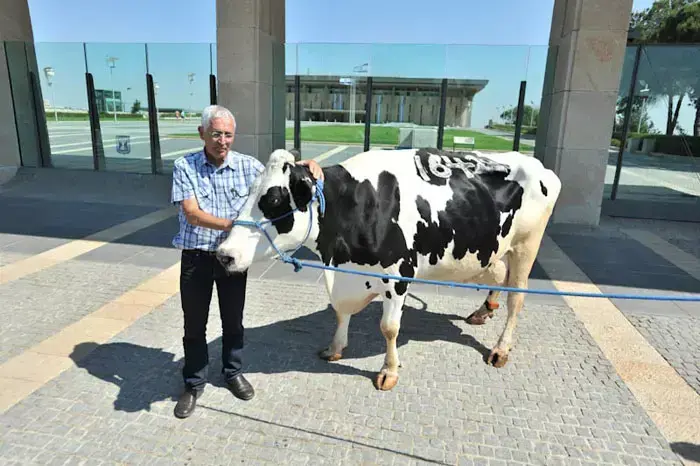 חבר הכנסת שי חרמש בליווי פרה במשכן הכנסת במחאה על הכוונה לייבא מוצרי חלב לישראל, יוני 2011 (עומר מירון) חבר הכנסת שי חרמש בליווי פרה במשכן הכנסת במחאה על הכוונה לייבא מוצרי חלב לישראל, יוני 2011 (עומר מירון)