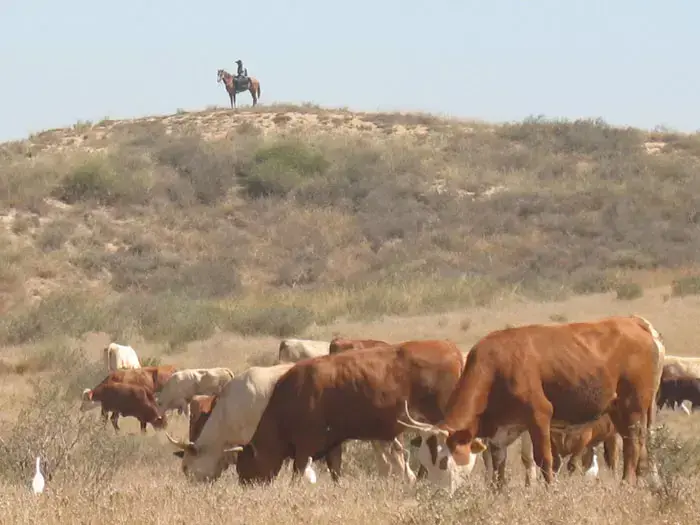 גאוצ'וס, צפון הנגב (יח"צ , עמית לבקוב) גאוצ'וס, צפון הנגב (יח"צ , עמית לבקוב)