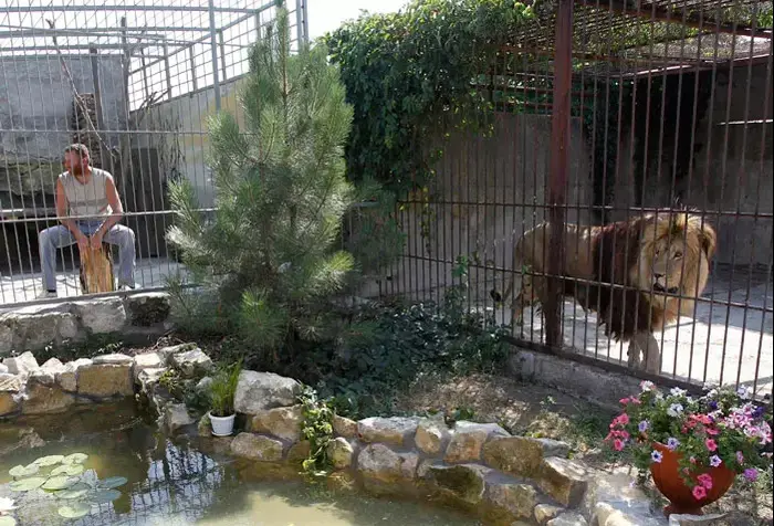 האמן אלכסנדר פילישנקו בכלוב עם אריה אפריקאי בגן החיות הפרטי שלו בעיר וסיליבקה, אוקראינה, 3 אוגוסט 2011 (יח"צ) האמן אלכסנדר פילישנקו בכלוב עם אריה אפריקאי בגן החיות הפרטי שלו בעיר וסיליבקה, אוקראינה, 3 אוגוסט 2011 (יח"צ)