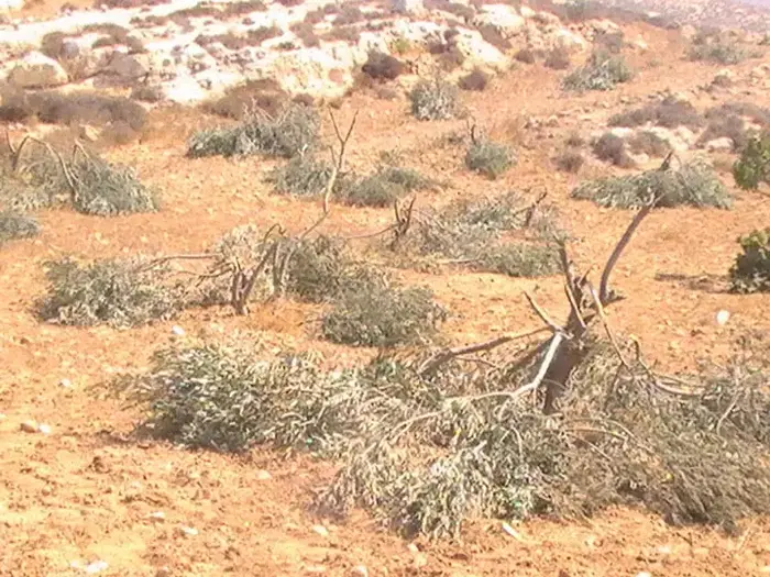 עקירת עצי זית בח'ירבת שוויכה כחלק מפעולת תג מחיר (יח"צ , נסר אל נוואג'עה, "בצלם")