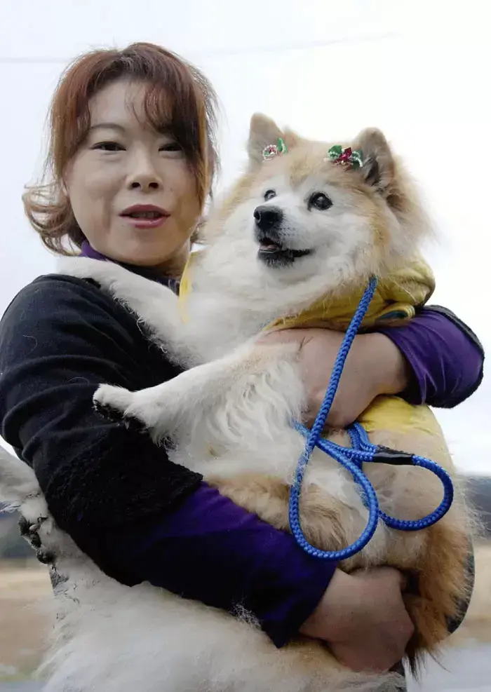 פוסוקה, הכלב הכי זקן בעולם (מת בדצמבר 2011) (GettyImages , YOMIURI SHIMBUN) פוסוקה, הכלב הכי זקן בעולם (מת בדצמבר 2011) (GettyImages , YOMIURI SHIMBUN)