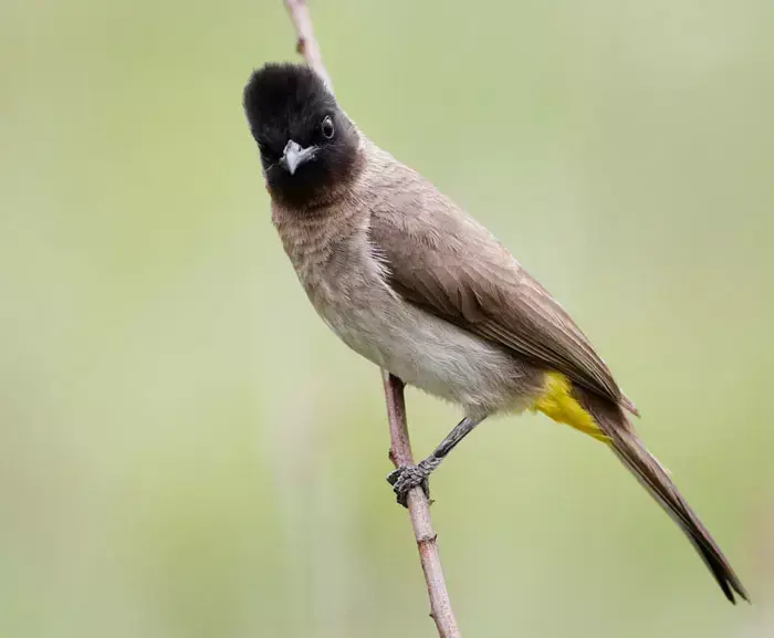 ציפור בולבול (ShutterStock) ציפור בולבול (ShutterStock)