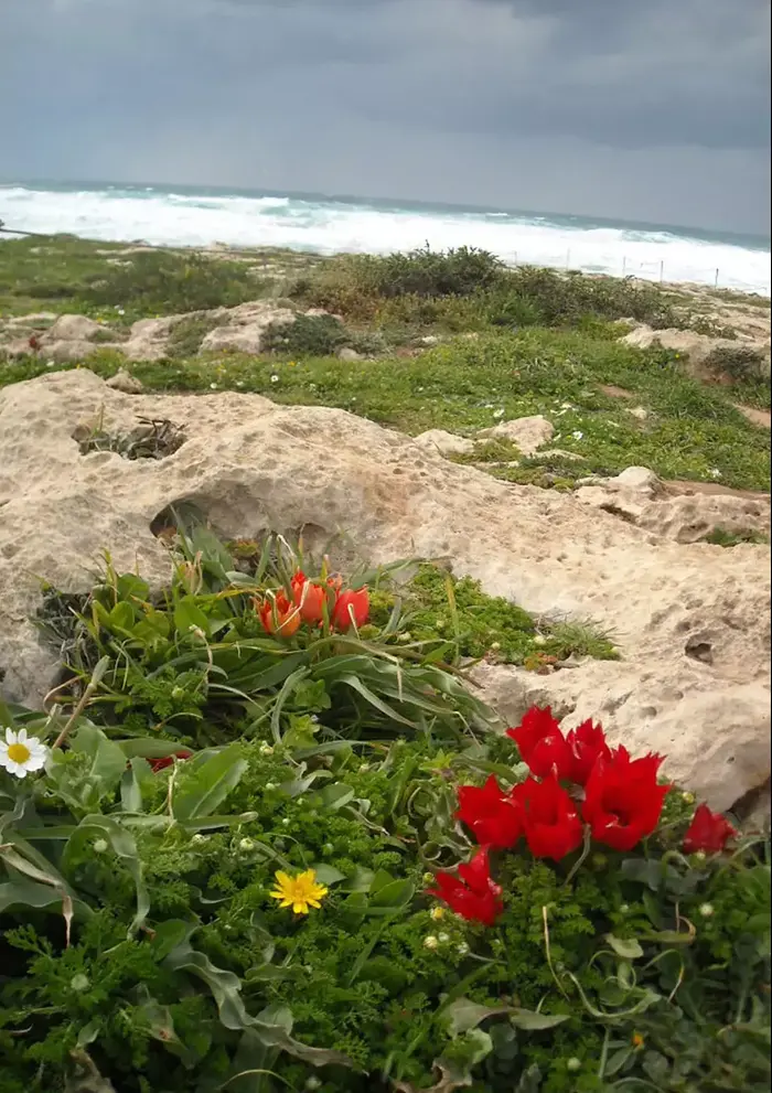 צבעוני ההרים, שמורת חוף הבונים (רשות הטבע והגנים , הלל גלזמן) צבעוני ההרים, שמורת חוף הבונים (רשות הטבע והגנים , הלל גלזמן)