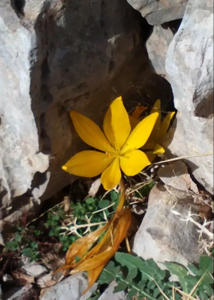 חלמונית, רכס החרמון (רשות הטבע והגנים , טל ליוגנקי) חלמונית, רכס החרמון (רשות הטבע והגנים , טל ליוגנקי)