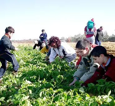 ילדים קוטפים בדרך השדות בחבל הבשור (מערכת וואלה! NEWS) ילדים קוטפים בדרך השדות בחבל הבשור (מערכת וואלה! NEWS)