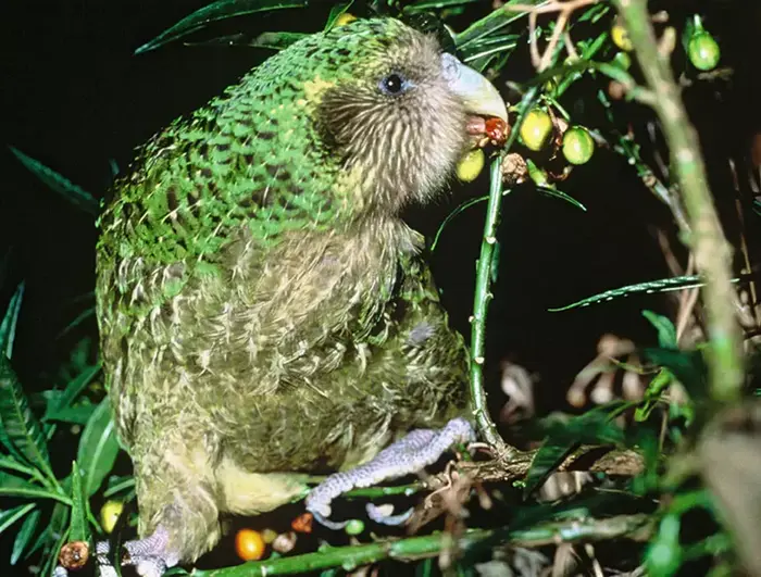 תוכי מזן קאקאפו הנמצא בסכנת הכחדה (AP , New Zealand Conservation Department, HO) תוכי מזן קאקאפו הנמצא בסכנת הכחדה (AP , New Zealand Conservation Department, HO)