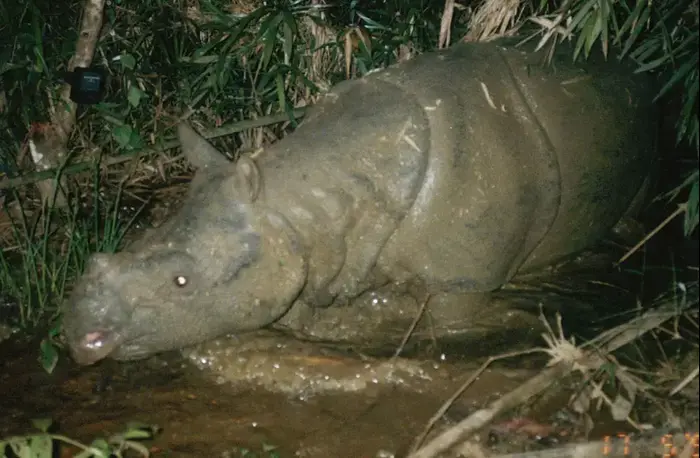 קרנף ג'אווה הנמצא בסכנת הכחדה (AP , WWF) קרנף ג'אווה הנמצא בסכנת הכחדה (AP , WWF)