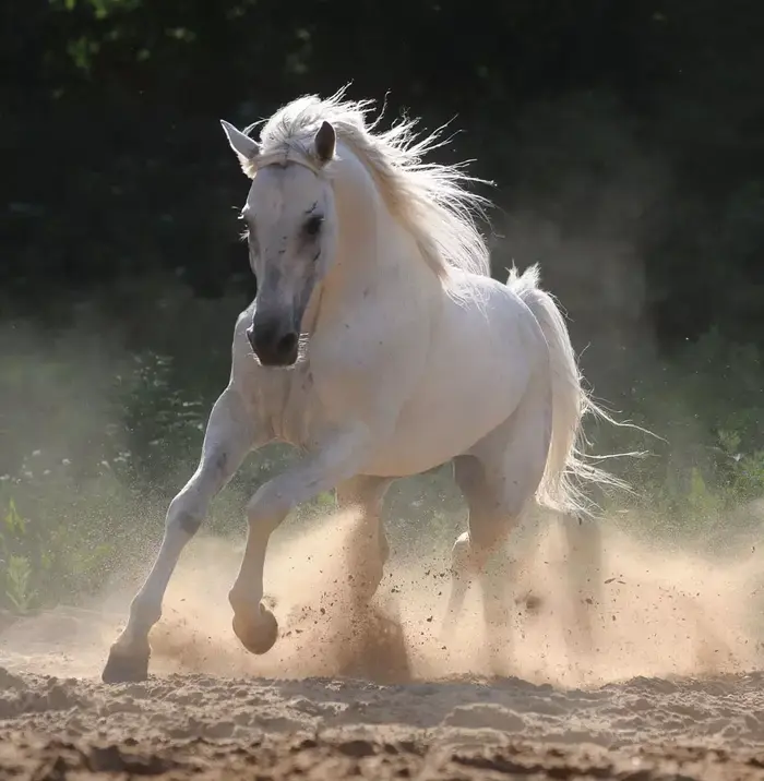 סוס לבן דוהר (ShutterStock , Makarova Viktoria) סוס לבן דוהר (ShutterStock , Makarova Viktoria)