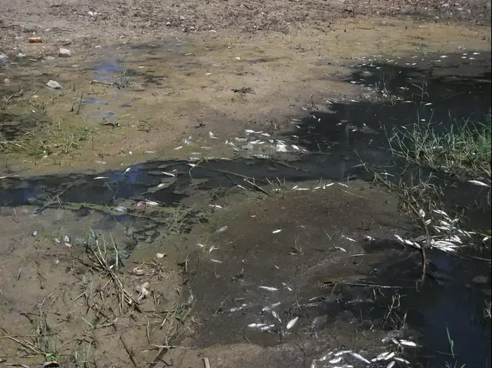 אלפי דגי סרדינים נראו צפים מתים לאורך צפון מערב הכנרת (ספק 500 , לקובי דוד) אלפי דגי סרדינים נראו צפים מתים לאורך צפון מערב הכנרת (ספק 500 , לקובי דוד)