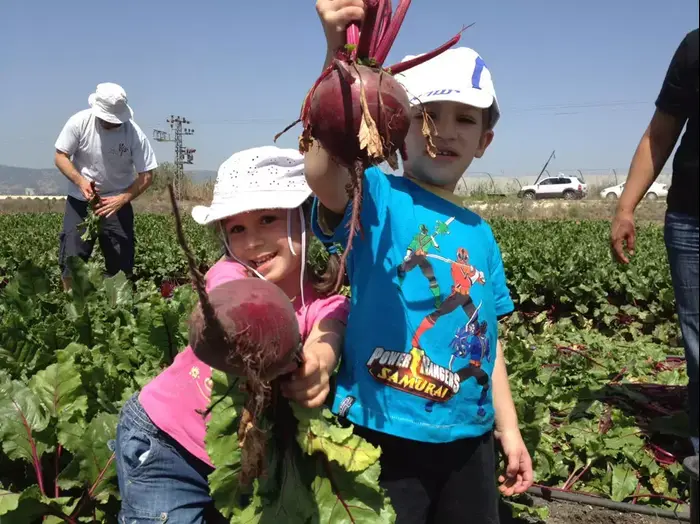 קטיף סלק בנהלל עם לקט ישראל (יח"צ , לקט ישראל) קטיף סלק בנהלל עם לקט ישראל (יח"צ , לקט ישראל)